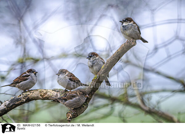 Spatz / Sparrow / MAW-02156