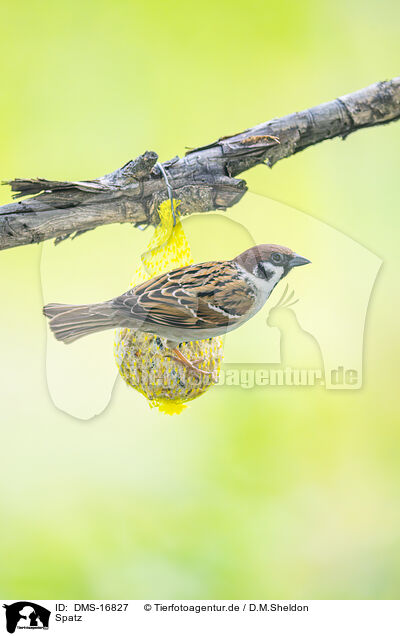 Spatz / sparrow / DMS-16827