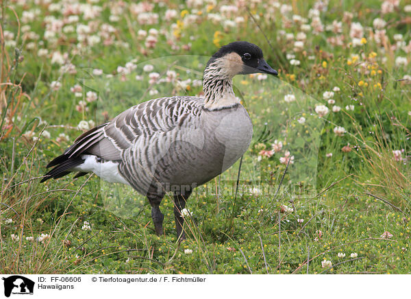 Hawaiigans / Hawaiian goose / FF-06606