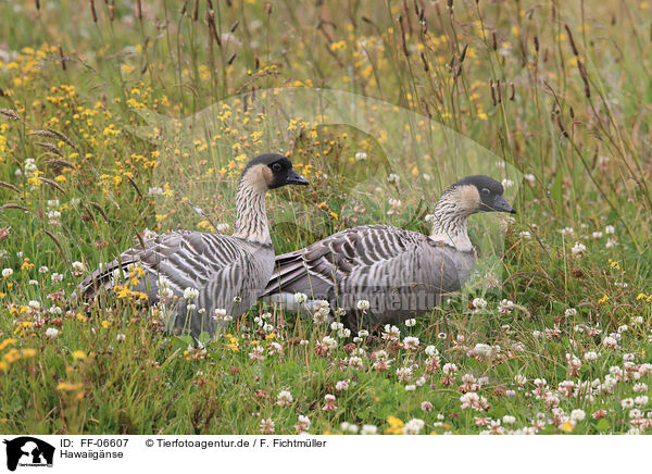 Hawaiignse / Hawaiian geese / FF-06607