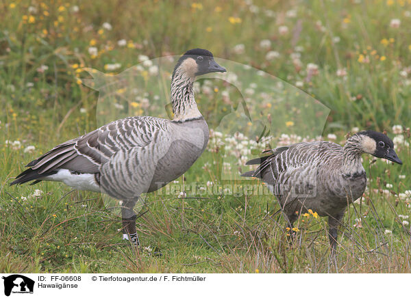 Hawaiignse / Hawaiian geese / FF-06608