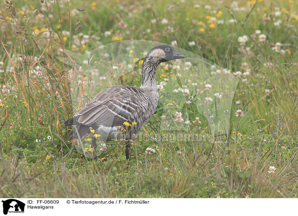 Hawaiigans / Hawaiian goose / FF-06609