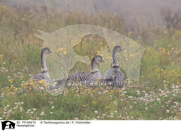 Hawaiignse / Hawaiian geese / FF-06610