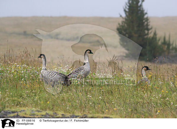 Hawaiignse / Hawaiian geese / FF-06616