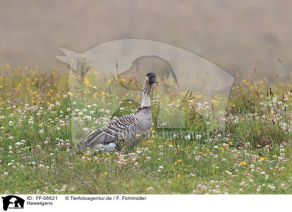 Hawaiigans / Hawaiian goose / FF-06621