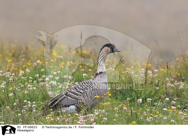 Hawaiigans / Hawaiian goose / FF-06623