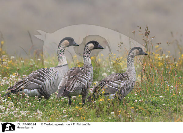 Hawaiigans / Hawaiian goose / FF-06624