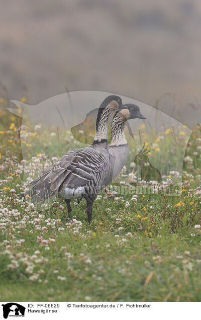 Hawaiignse / Hawaiian geese / FF-06629