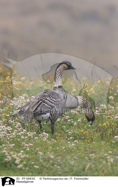 Hawaiignse / Hawaiian geese / FF-06630