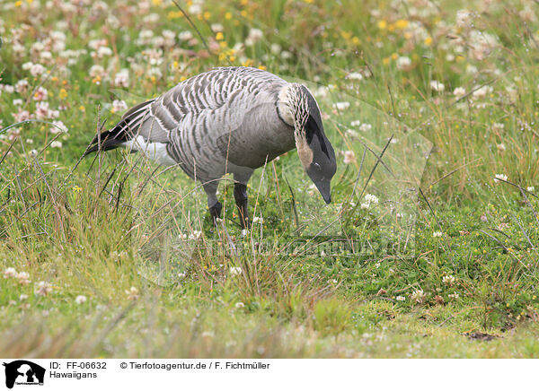 Hawaiigans / Hawaiian goose / FF-06632