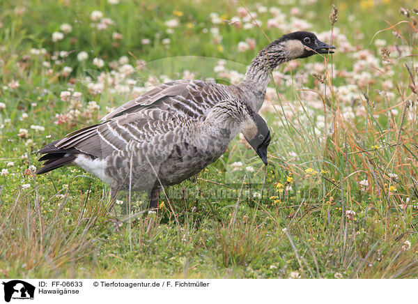 Hawaiignse / Hawaiian geese / FF-06633