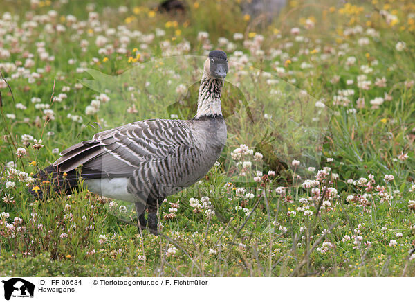 Hawaiigans / Hawaiian goose / FF-06634