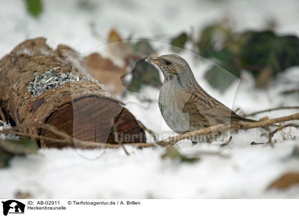 Heckenbraunelle / dunnock / AB-02911