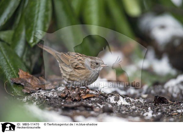 Heckenbraunelle / dunnock / MBS-11470