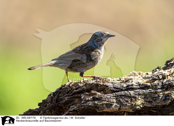 Heckenbraunelle auf Baumstamm / Hedge brown on tree trunk / WS-08779