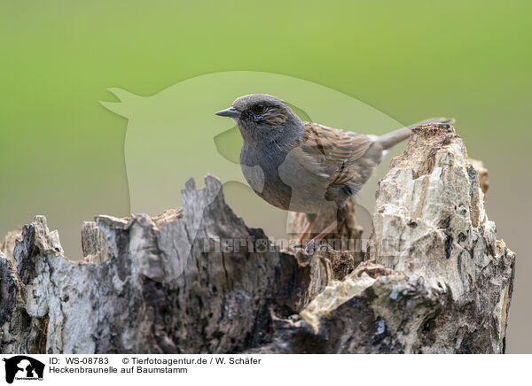 Heckenbraunelle auf Baumstamm / WS-08783