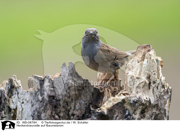 Heckenbraunelle auf Baumstamm / WS-08784