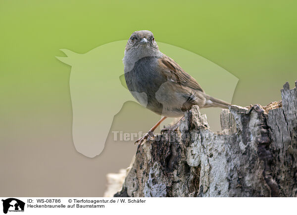 Heckenbraunelle auf Baumstamm / WS-08786