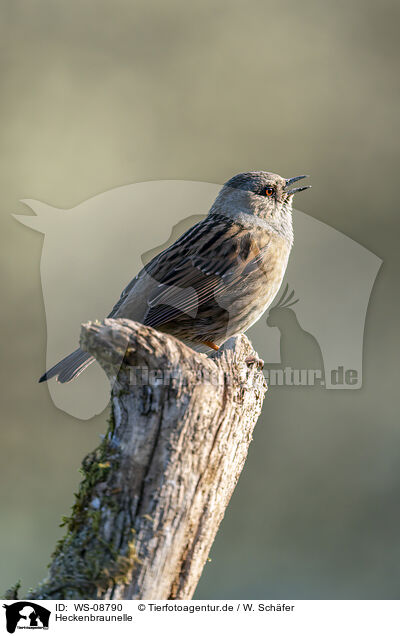 Heckenbraunelle / dunnock / WS-08790
