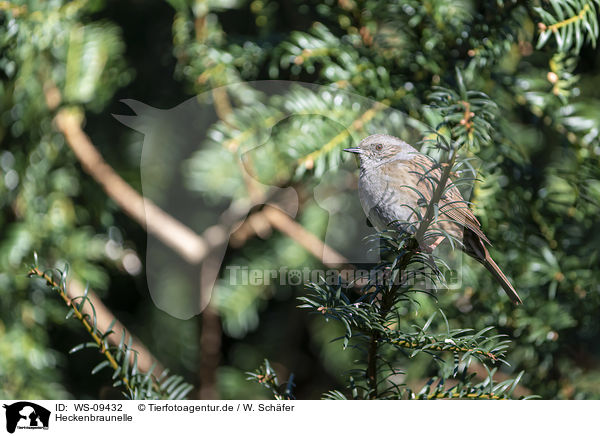 Heckenbraunelle / WS-09432