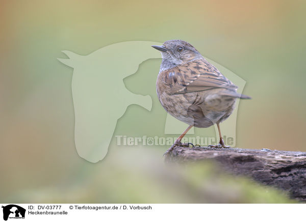 Heckenbraunelle / dunnock / DV-03777