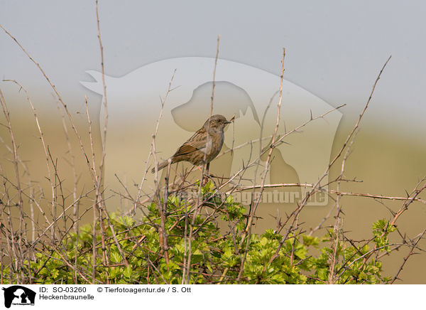 Heckenbraunelle / dunnock / SO-03260