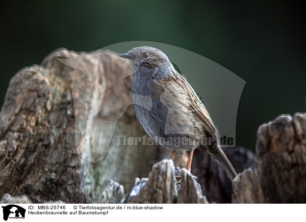 Heckenbraunelle auf Baumstumpf / Hedge Accentor on tree stump / MBS-25746