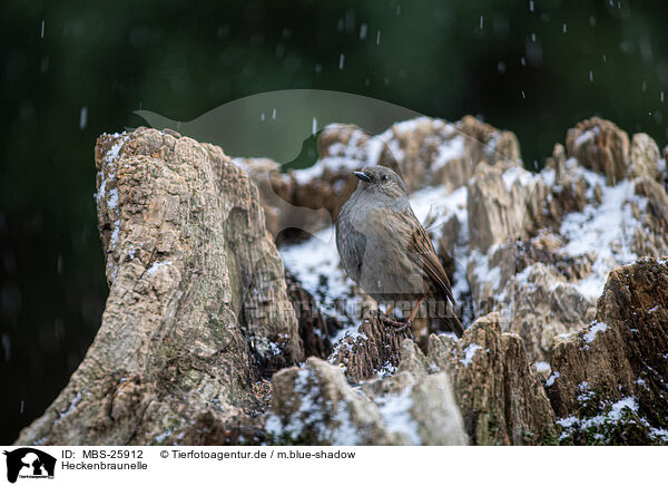 Heckenbraunelle / dunnock / MBS-25912