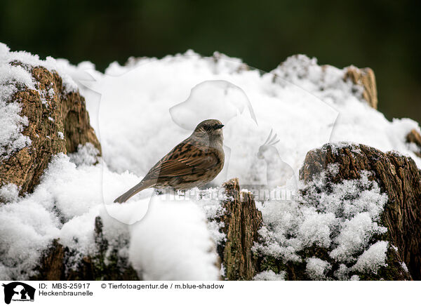 Heckenbraunelle / dunnock / MBS-25917