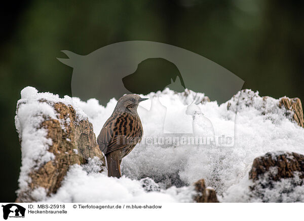 Heckenbraunelle / dunnock / MBS-25918