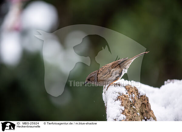 Heckenbraunelle / dunnock / MBS-25924