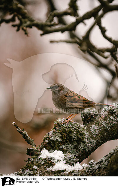 Heckenbraunelle / dunnock / SVS-01481