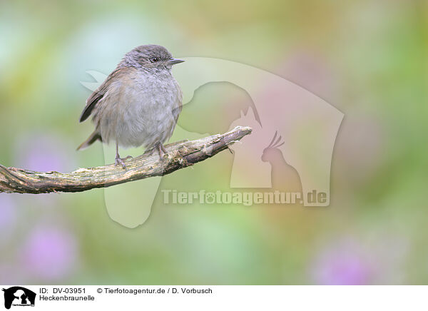 Heckenbraunelle / dunnock / DV-03951