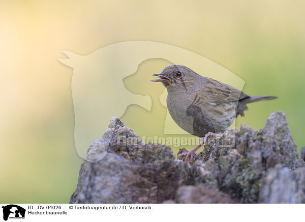 Heckenbraunelle / dunnock / DV-04026