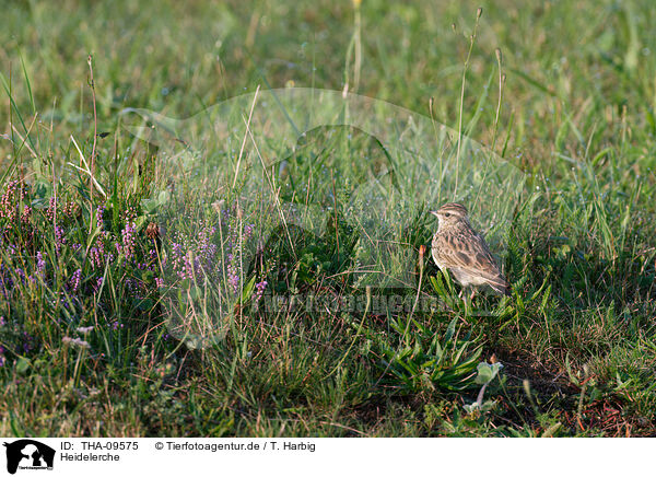 Heidelerche / woodlark / THA-09575