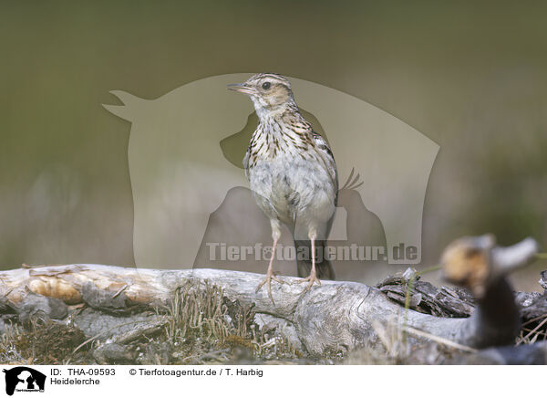 Heidelerche / woodlark / THA-09593