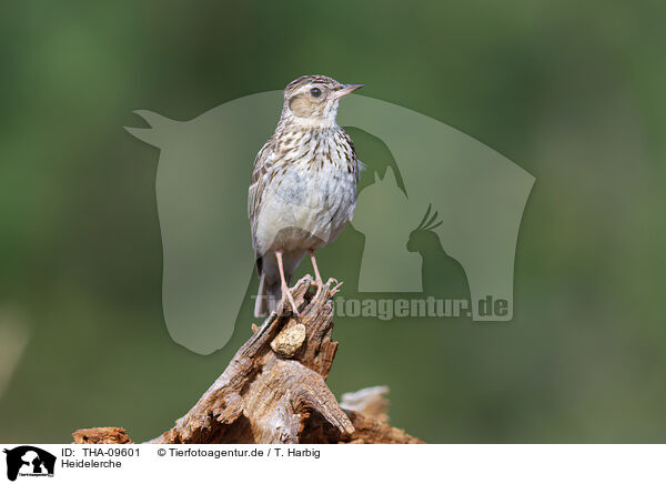 Heidelerche / woodlark / THA-09601