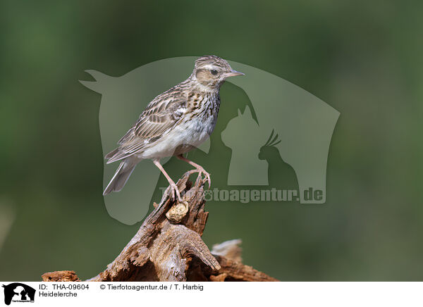 Heidelerche / woodlark / THA-09604