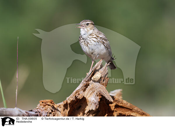 Heidelerche / woodlark / THA-09605