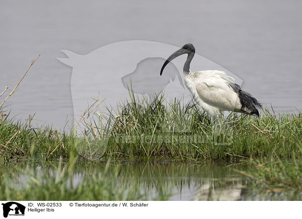Heiliger Ibis / sacred ibis / WS-02533