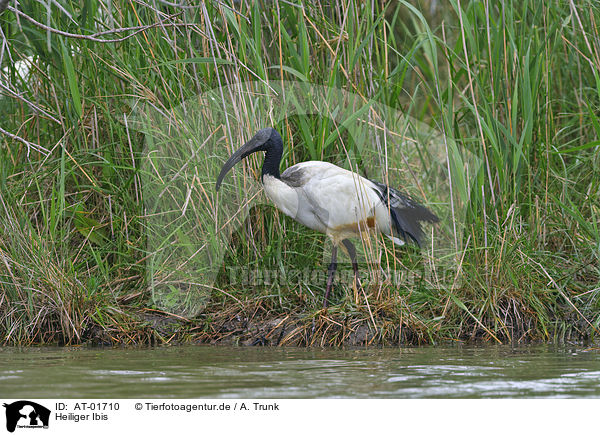 Heiliger Ibis / sacred ibis / AT-01710