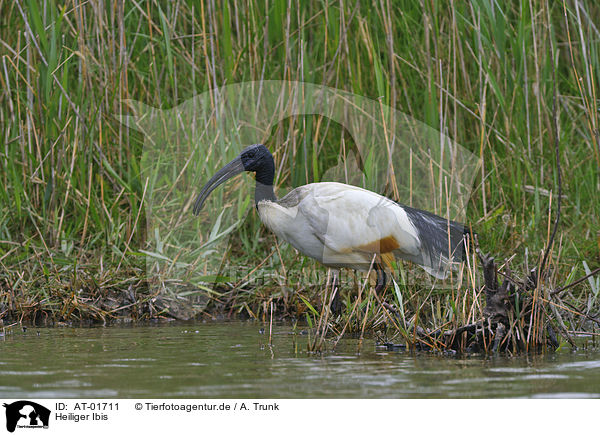 Heiliger Ibis / sacred ibis / AT-01711
