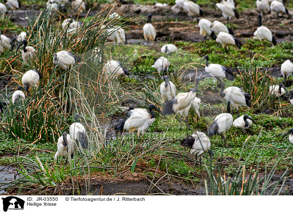Heilige Ibisse / Sacred ibises / JR-03550