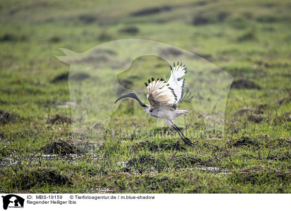 fliegender Heiliger Ibis / flying Sacred Ibis / MBS-19159