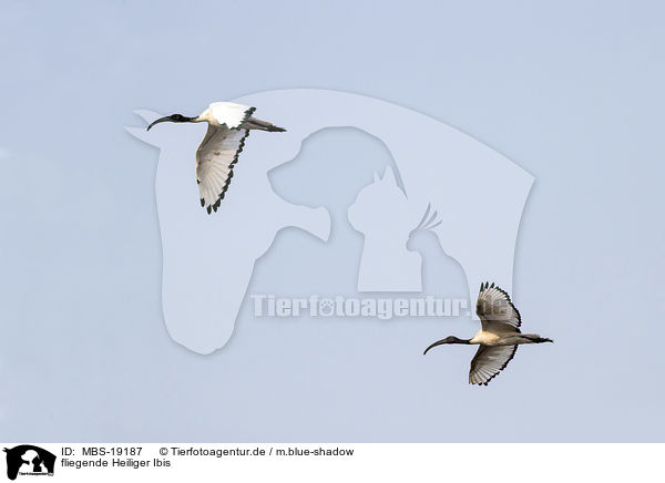 fliegende Heiliger Ibis / flying Sacred Ibis / MBS-19187