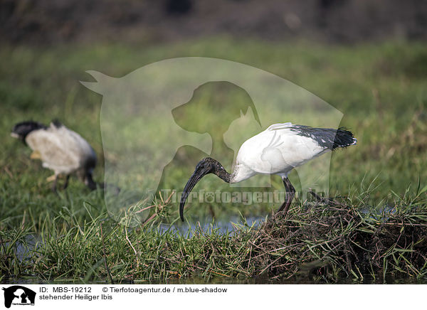 stehender Heiliger Ibis / standing Sacred Ibis / MBS-19212