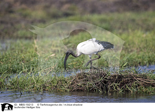 laufender Heiliger Ibis / walking Sacred Ibis / MBS-19213