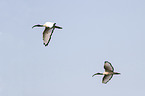 fliegende Heiliger Ibis