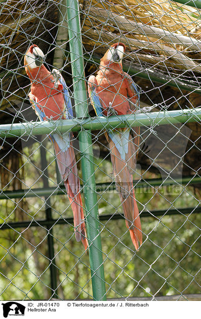 Hellroter Ara / scarlet macaw / JR-01470