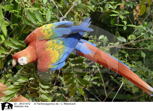 Hellroter Ara / scarlet macaw / JR-01472